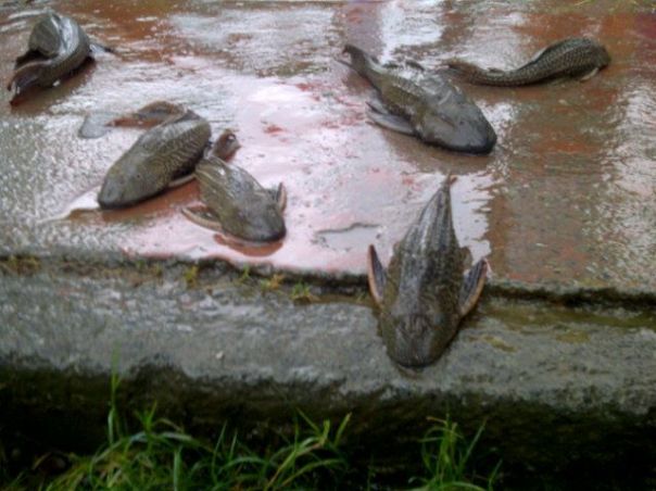 Janitor fish surplus