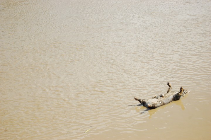 Flashback to 2011. Dead pig by the Cagayan de Oro river during Typhoon Sendong
