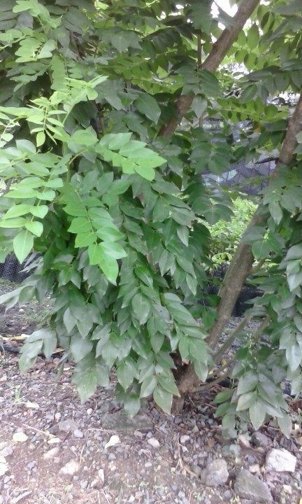 Kakawate Leaves. Photo courtesy: Marco David