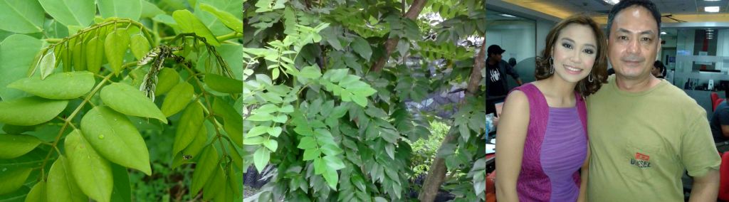 Ugly Tree (Kakawate) by Rey Salita. Written for SubSelfie.com