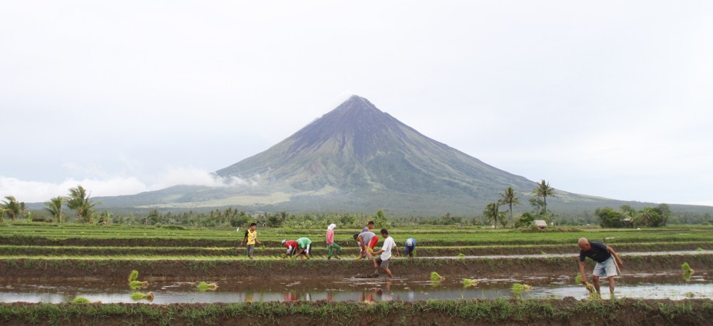 Rice planting season in 2013. Farmers plant rice near the Mayon Volcano in Camalig town, Albay province. Photo courtesy: Nino Jesus Orbeta of the Philippine Daily Inquirer.