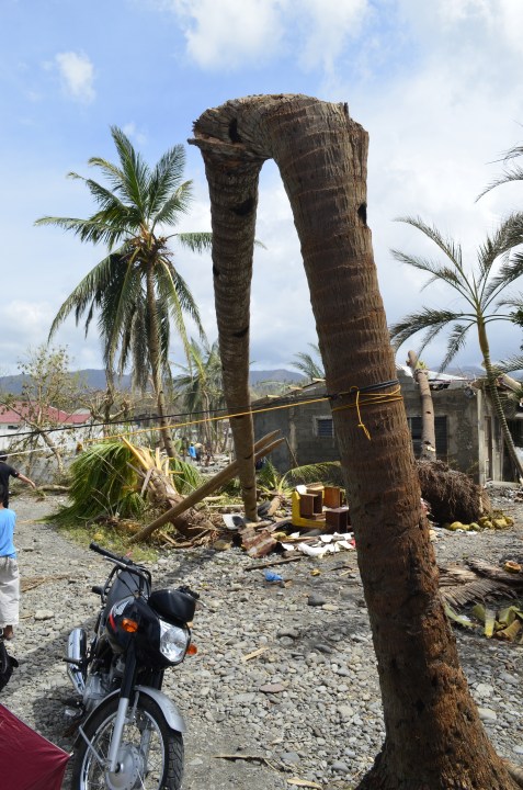 A coconut tree or a toothpick?