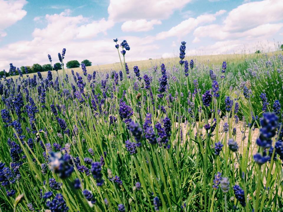 subselfie-valentines-pablo neruda-kung lilimutin mo-england-lavender fields-hatfield