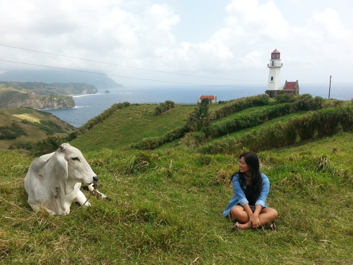 Cows are a common sight in the hills of Batanes. They roam freely on the gently rolling terrains where they feed on forage grass.
