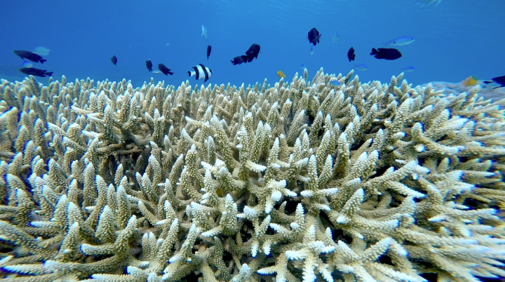 Photo by: Paola Ceriola