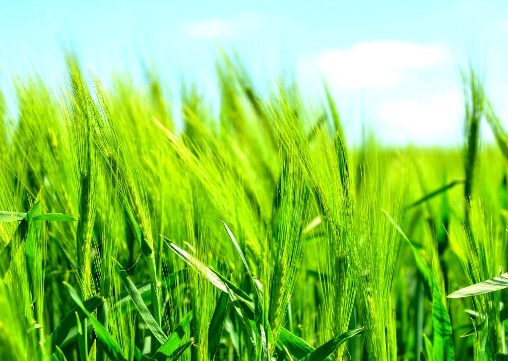 Agriculture: What Do the Presidentiables Have to&nbsp;Say?