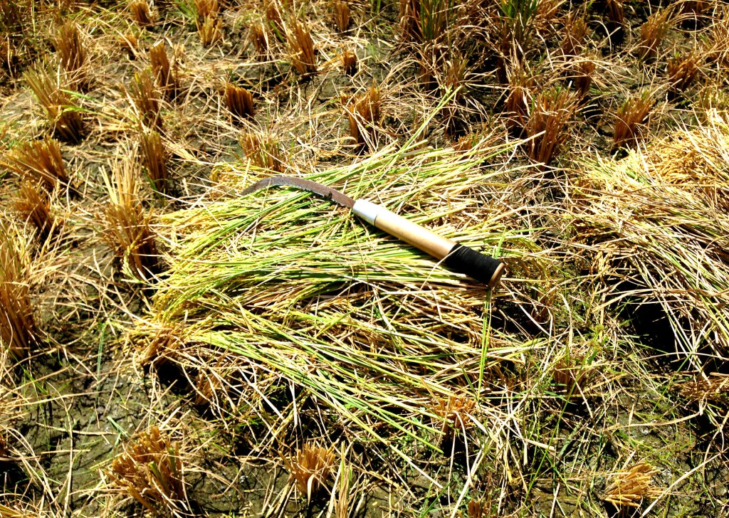 When the Farmers Are&nbsp;Starving