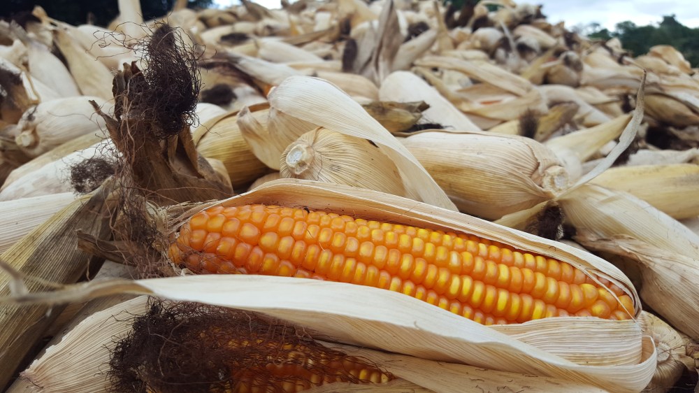 The El Niño Effect.