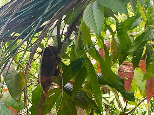 tarsier-Jervis-Manahan-SubSelfie-Blog