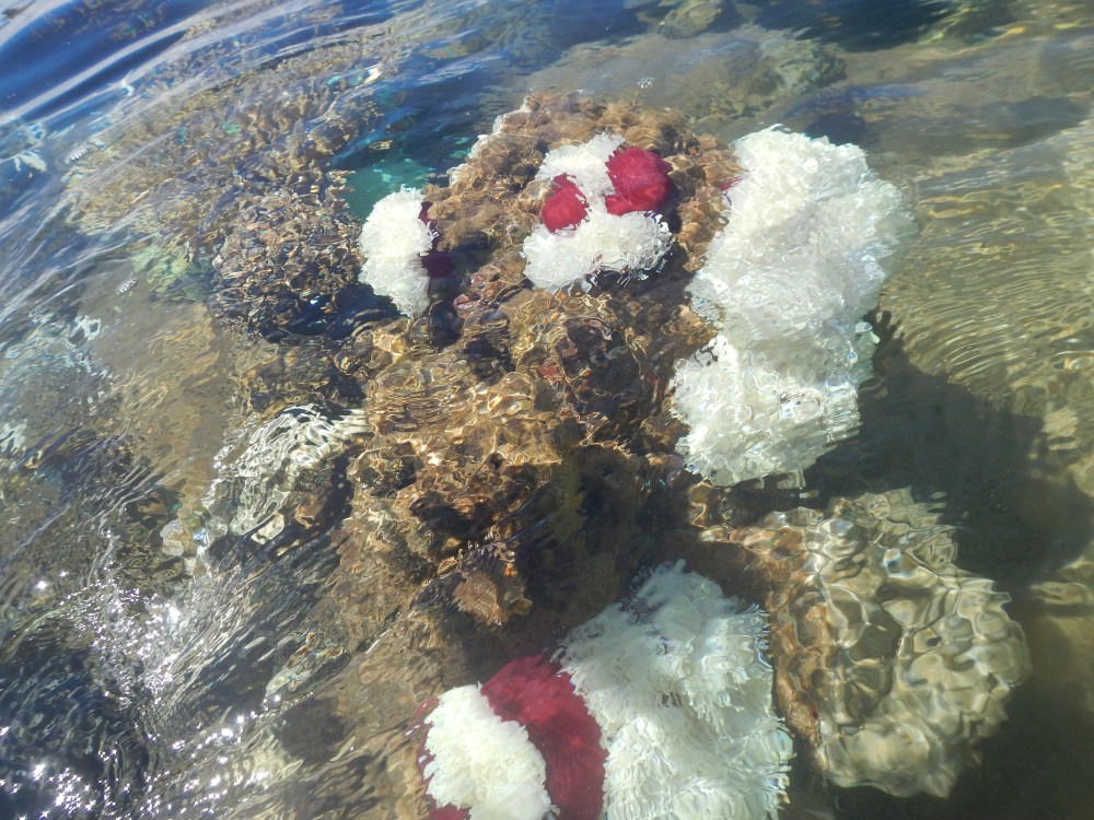 Marine treasures of Madagascar.