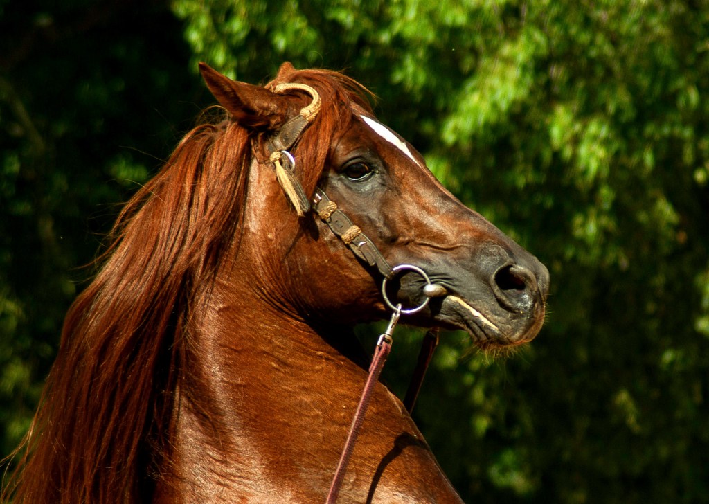 How Ugly the Jennies May Well&nbsp;Be