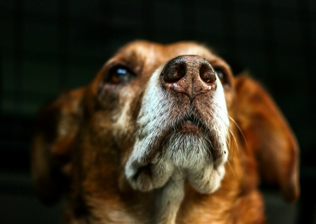 Roadkill / Paano Pumatay ng&nbsp;Aso