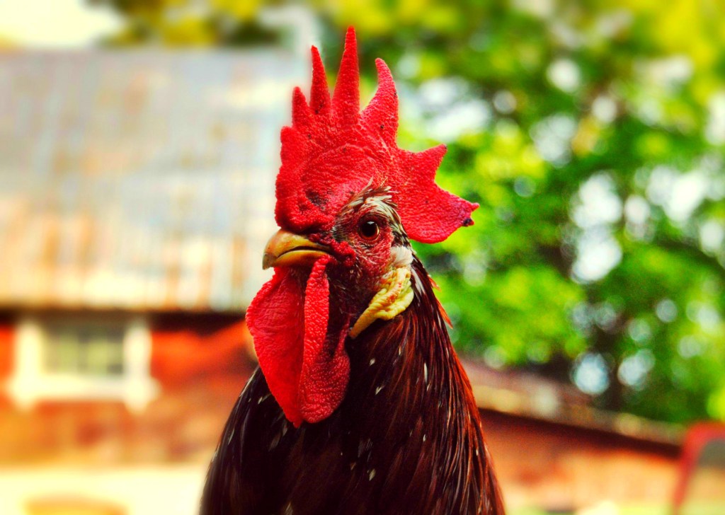 Year of the&nbsp;Rooster