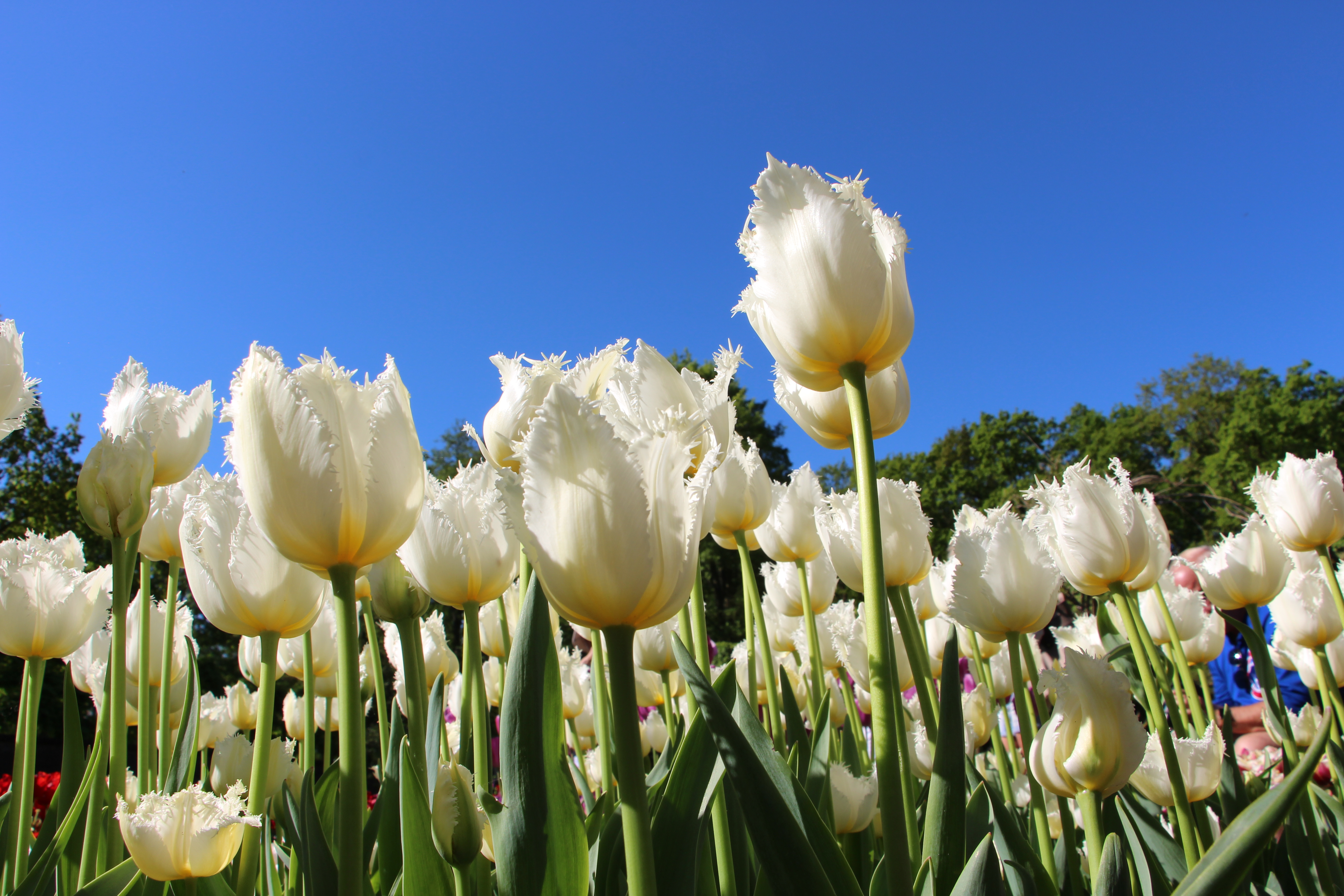 White tulips