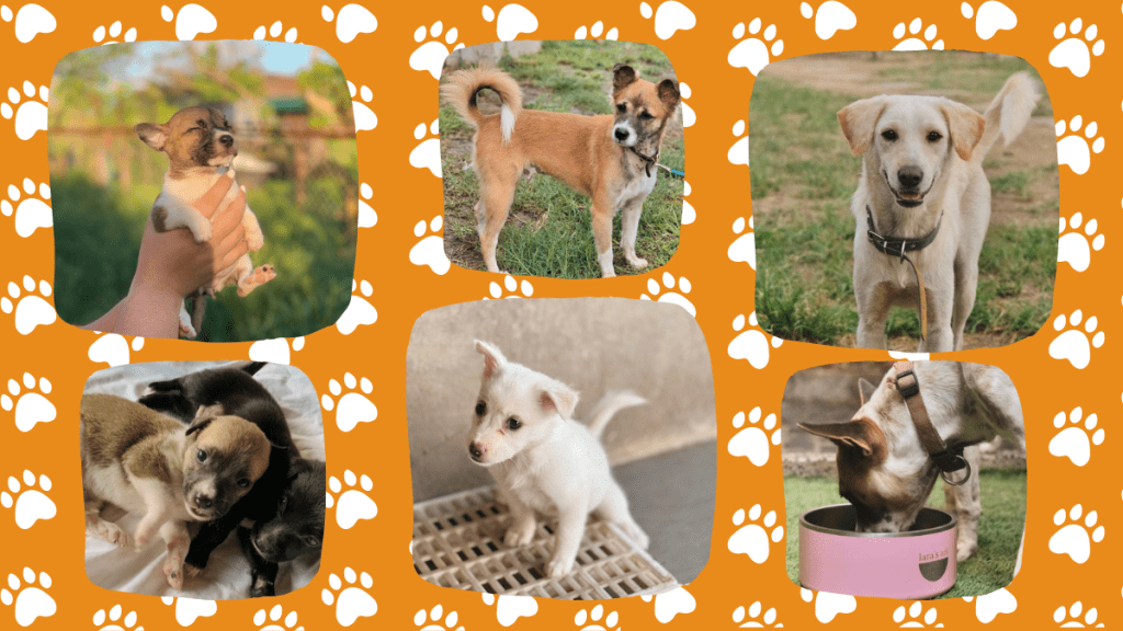 Meet Tiger, Sasha, Speed—doggos for rehoming at Lara’s&nbsp;Ark