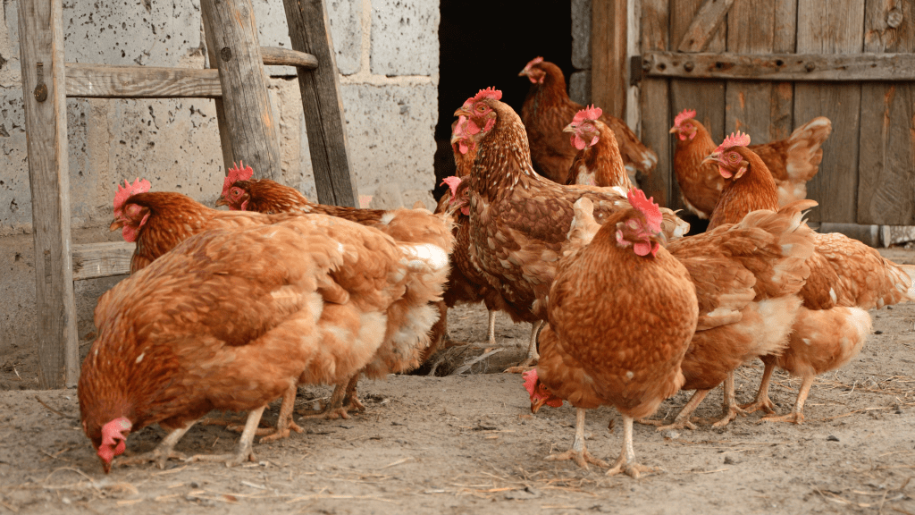 Are the eggs in your breakfast humane? Watchdog to track global&nbsp;brands